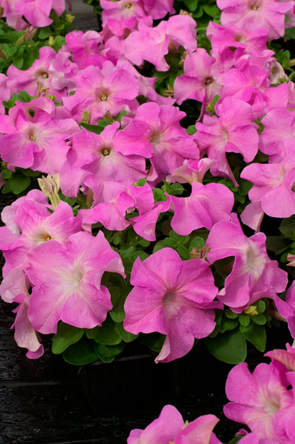 PETUNIA LIMBO ROSA TENUE NR.1000 SEMI PILL.